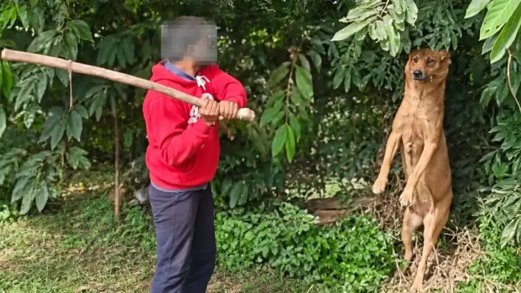 Three men detained for killing stray dog in Bengaluru's Varthur on Oct 20