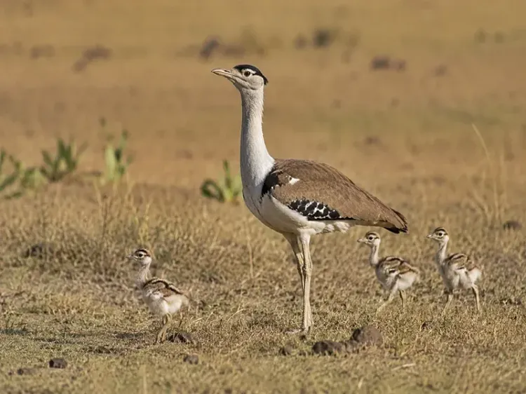 Great Indian Bustard population hits 94 as 3 new chicks hatch in Jaisalmer