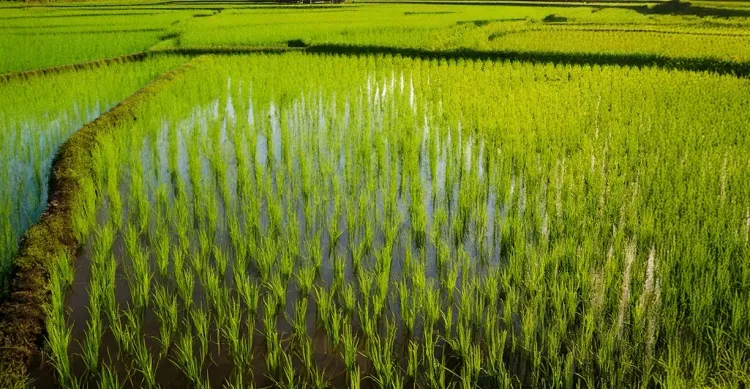 How Can TN Agri Technocrats Enhance Water Resource Efficiency for Paddy Cultivation?