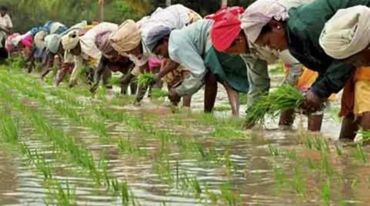 Thanjavur paddy farmers face crop loss as power shortage disrupts irrigation