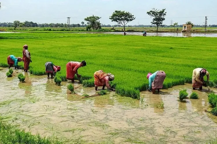Tiruchy Farmers Demand Cauvery Water Release as Heatwave Kills Crops