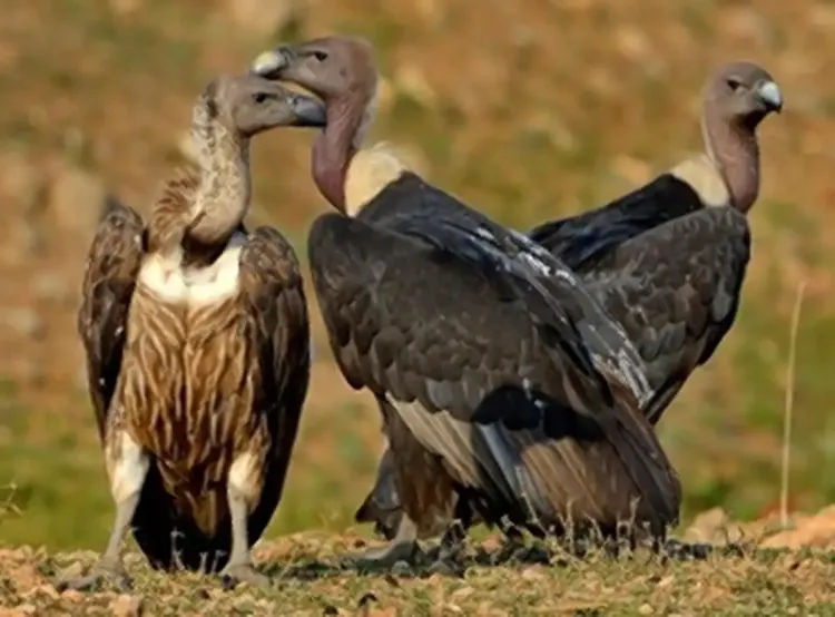 Collaborative Vulture Census Set in Nilgiri on March 7-8