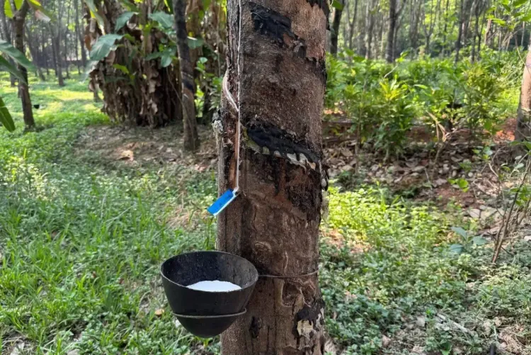 Rubber prices rise in Kanyakumari as heat cuts latex output 30%