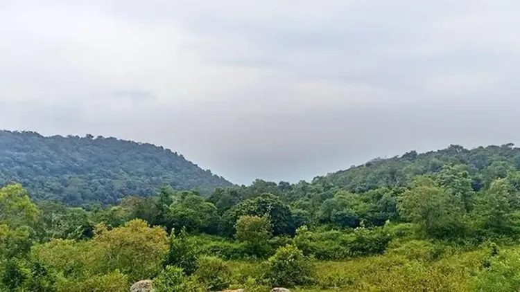 How is TN Strengthening Ecological Protection with New Reserved Forests?