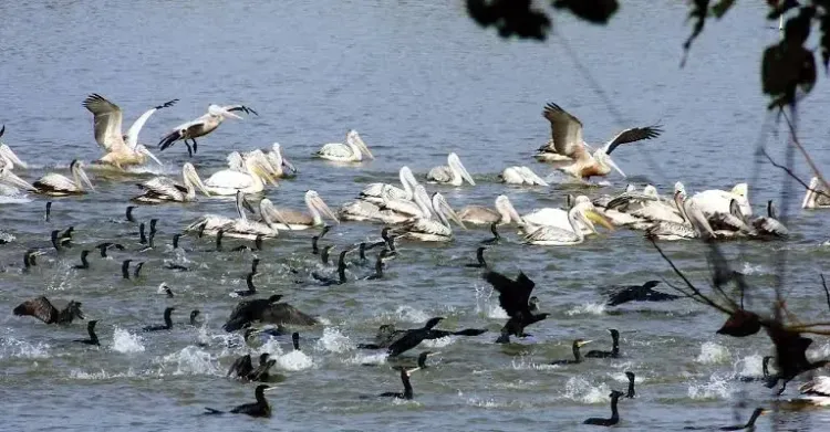 Will TN conduct a 2-day statewide terrestrial bird census today?
