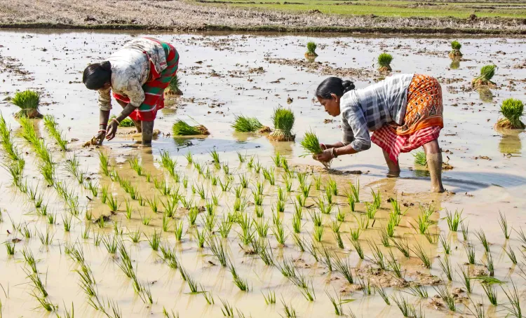 India's Summer Crops Sown Area Exceeds 36.2 Lakh Hectares