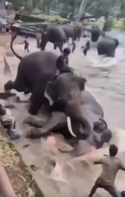 Tamil Nadu tourist killed as captive elephants clash at Karnataka's Dubare camp