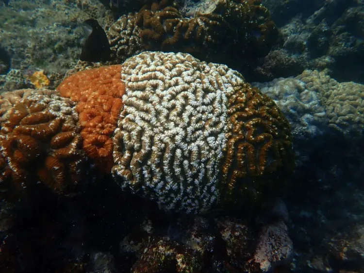 Tricolour corals off Minicoy offer clues to climate resilience
