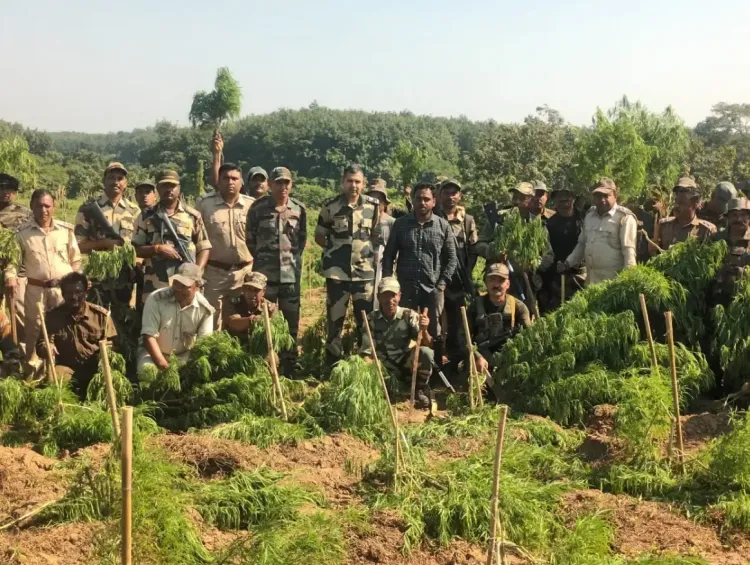 क्या त्रिपुरा में बीएसएफ ने 3 करोड़ रुपए की ड्रग्स बरामद की और 3 लाख गांजे के पौधे उखाड़े?