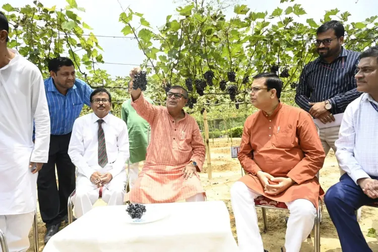 Tripura grape revolution: First sweet harvest sparks 18-variety trial push