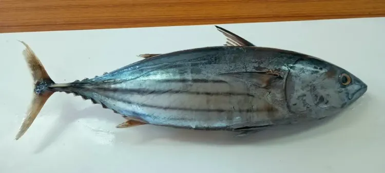 Indian-waters tuna safe to eat, says CMFRI amid Brazil parasite scare