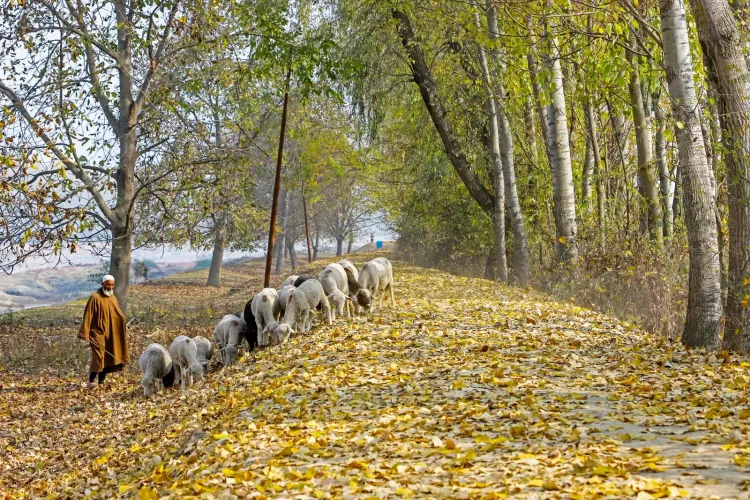 Kashmir autumn 2026: Migratory birds, Chinar gold and a record October heat