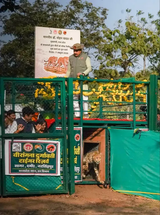 Two cheetahs released at Rani Durgavati Tiger Reserve as MP opens third habitat
