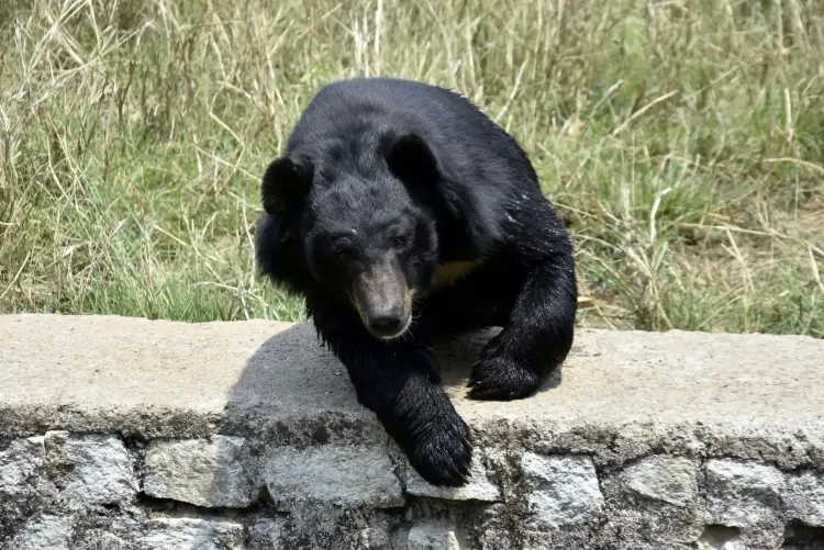 Bear attack in J&K's Anantnag injures two siblings in orchard