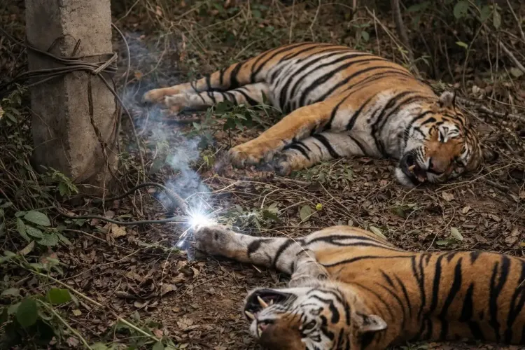 What Happened to the Two Tigers Found Dead in Shahdol, MP?
