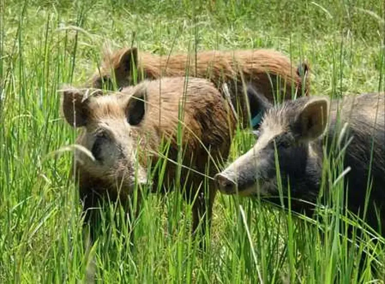 Are Coimbatore Farmers Taking Matters into Their Own Hands Against Wild Boar Issues?