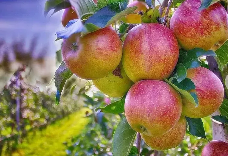Himachal apple production dips as unseasonal rain, cold hit 2026 harvest