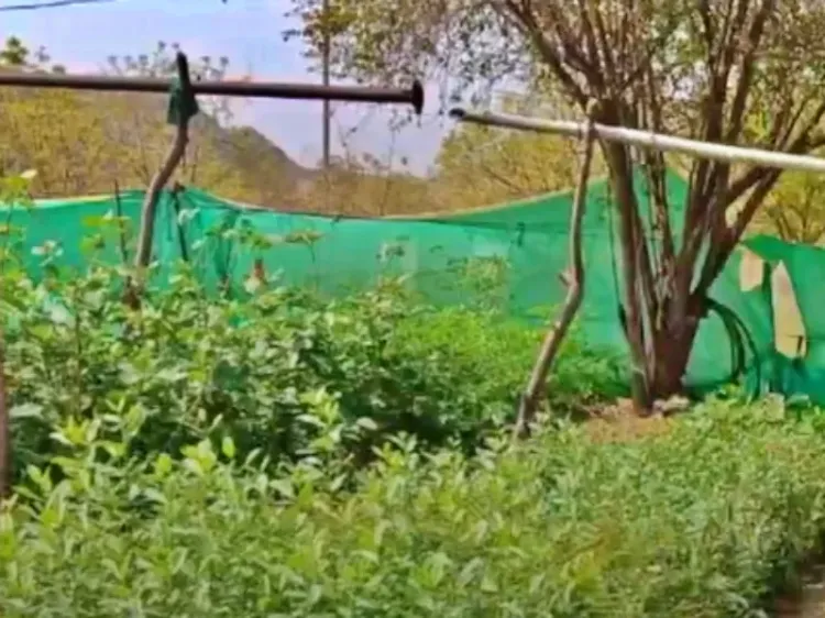 Will UP Celebrate ‘Seva Parv’ with 15 Lakh Saplings from Sep 17 to Oct 2?