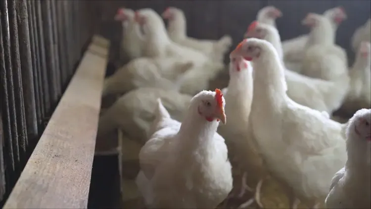 Is Highly Pathogenic Avian Flu Confirmed in Nebraska Dairy Herd?