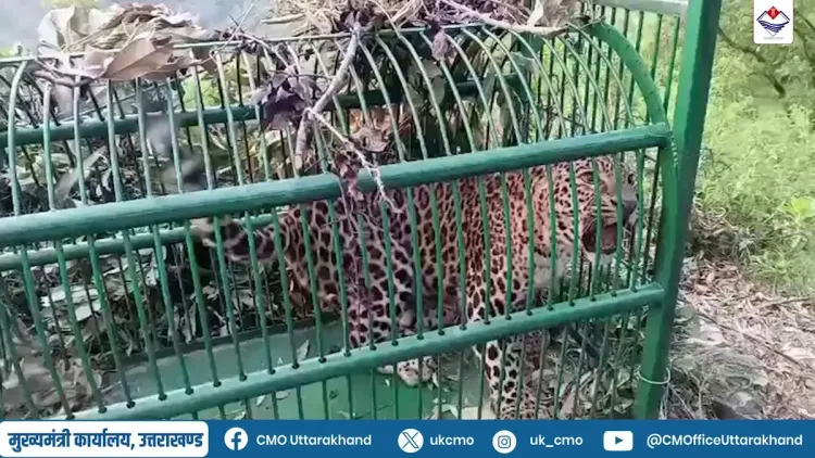 Uttarakhand Govt Traps Leopard in Pauri Garhwal Village