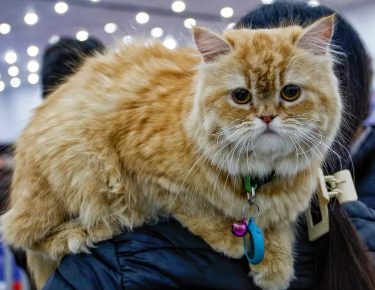 कैंसर अनुसंधान में बिल्ली की नई भूमिका: वैज्ञानिकों का बड़ा खुलासा