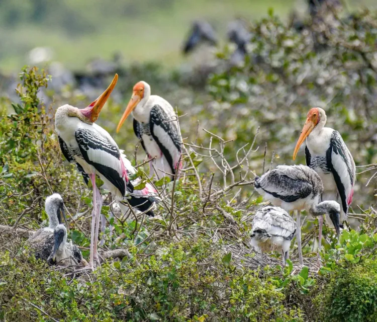 WII study: Water availability drives colonial waterbird breeding in wetlands