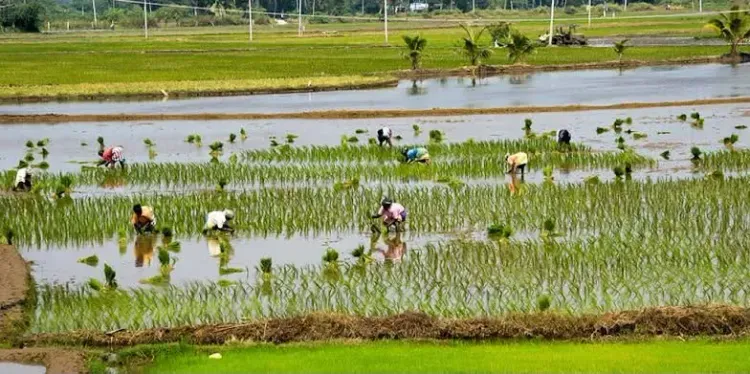 Samba crop on 11,424 acres in TN's Nagapattinam faces collapse amid Cauvery water crisis