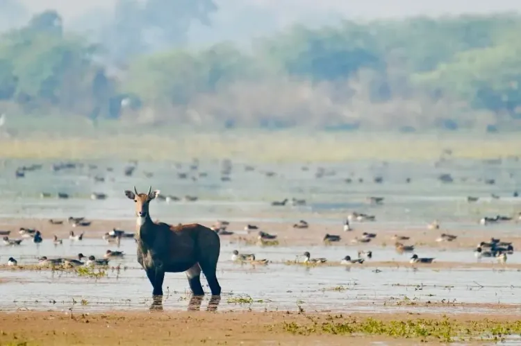 How Did Wetlands in UP and Gujarat Gain International Recognition for Conservation?