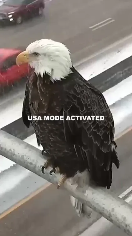 White House Posts Eagle Emojis in Symbolic July 2026 Message