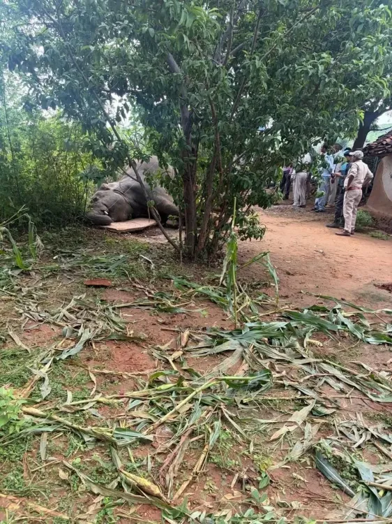 Wild elephant electrocuted in MP's Mauganj by exposed power line near Malakpur