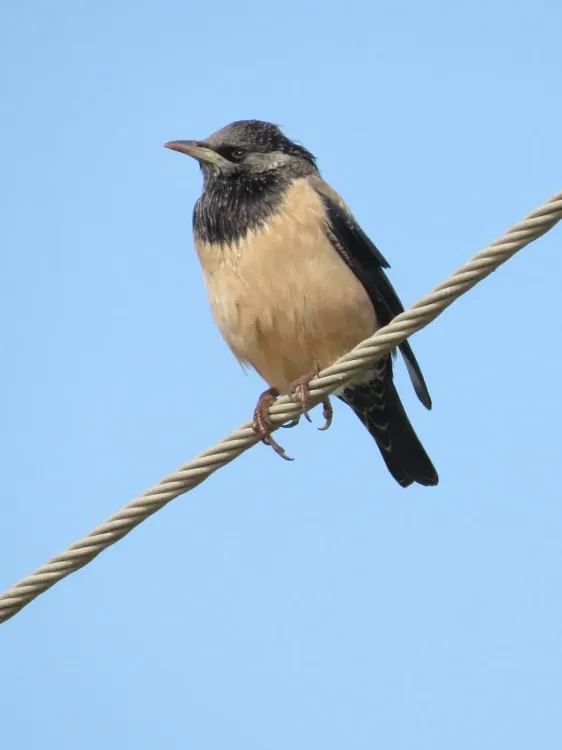 Why Are Rosy Starlings Flocking to Thoothukudi in Massive Numbers?