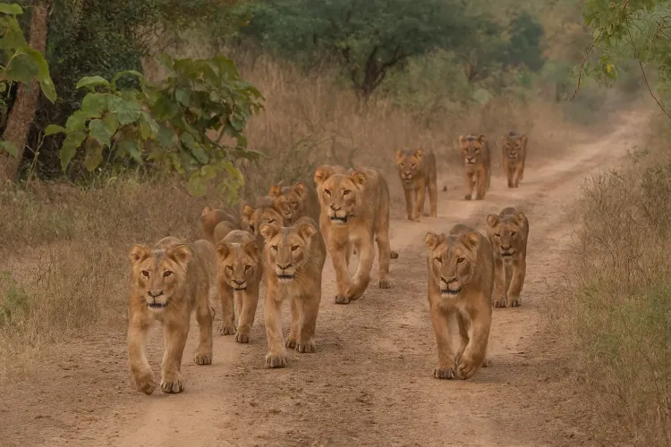 Will World Lion Day 2025 Be Celebrated in Gujarat Sanctuary Tomorrow?