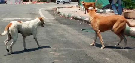 What Actions is Meghalaya HC Commending Regarding Stray Dogs?