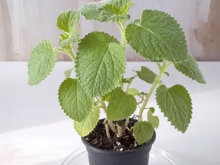 बच्चों से लेकर बड़ों तक के लिए लाभकारी है मैक्सिकन मिंट, संक्रमण से लड़ने की देता है शक्ति