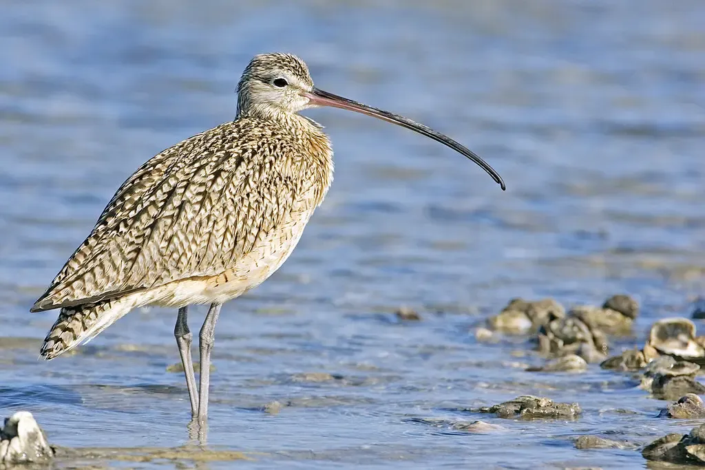 Is the Slender-billed Curlew Truly Extinct?