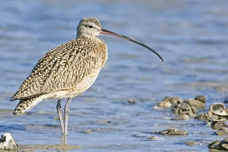 Is the Slender-billed Curlew Truly Extinct?