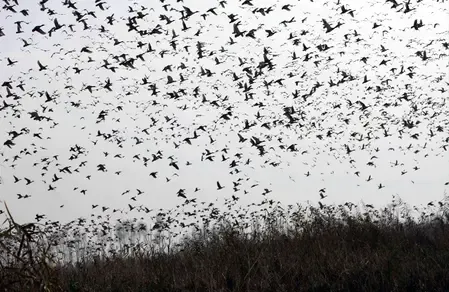 When Do Migratory Birds Arrive in Kashmir for the Winter?