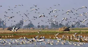 Migratory Birds Paint the Skies with Color as They Visit Kashmir Wetlands