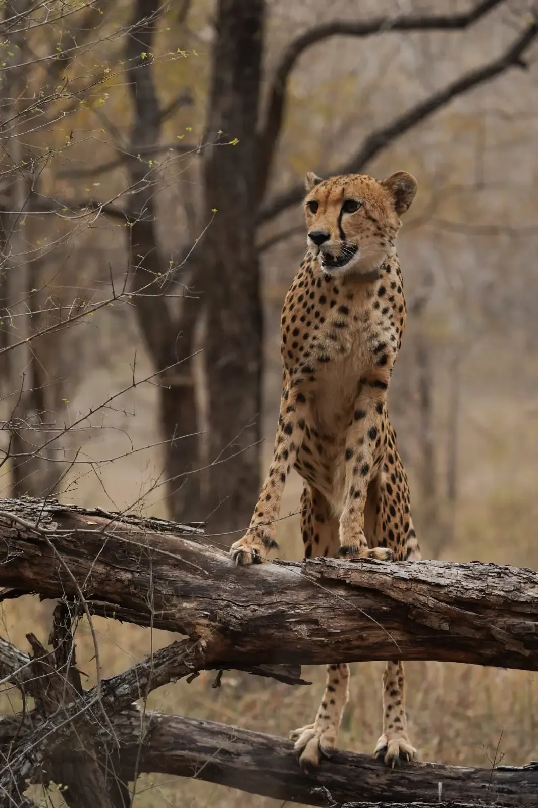 Celebrating Mukhi: India's First Wild-Born Cheetah Turns Three