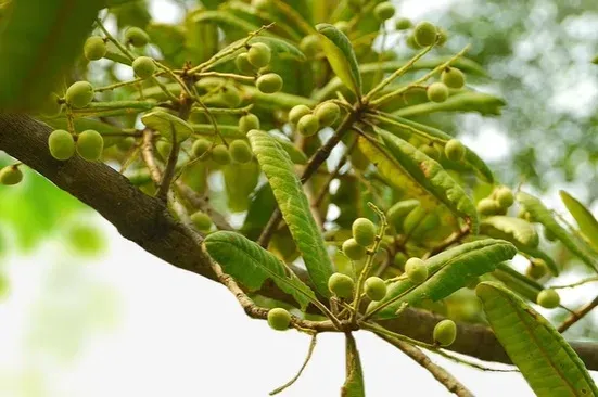 चिरौंजी के औषधीय गुण: त्वचा, पाचन और स्वाद — आयुर्वेद की यह अनमोल देन