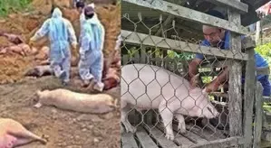 Mizoram: Outbreak of African Swine Fever Leads to the Loss of Over 39,200 Pigs
