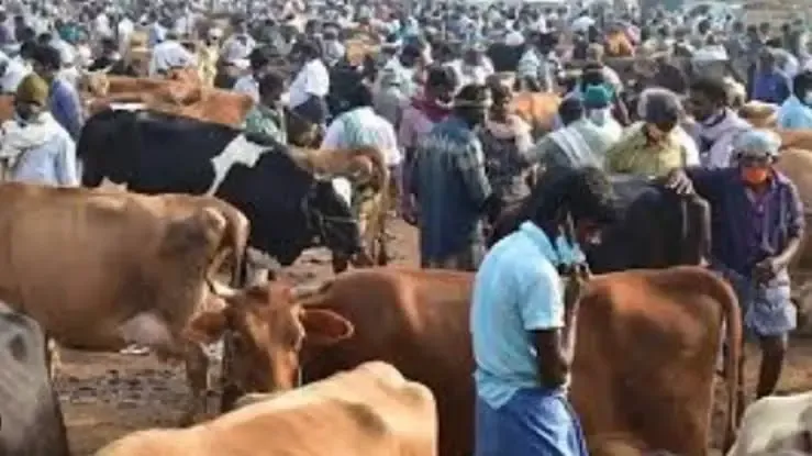 Impact of Model Code of Conduct on Vellore's Historic Poigai Cattle Market