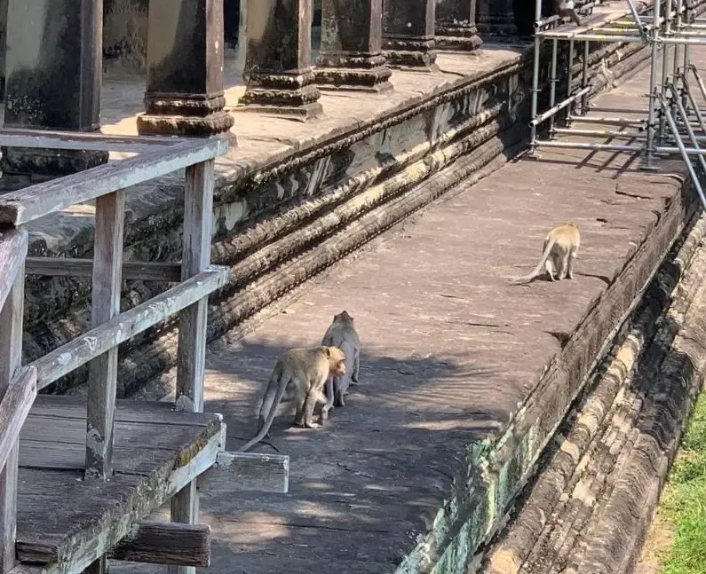 Monkeys Create Disturbances at Angkor Park in Cambodia