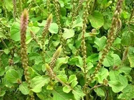 क्या अपामार्ग का पौधा मोटापे से लेकर पुरानी खांसी तक में राहत दे सकता है?