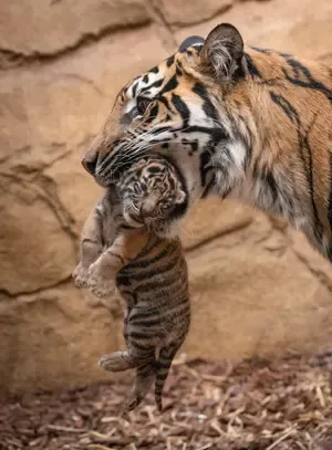 Tragic Incident: Mother Tigress Claims Lives of Her Cubs at Bengal Zoo