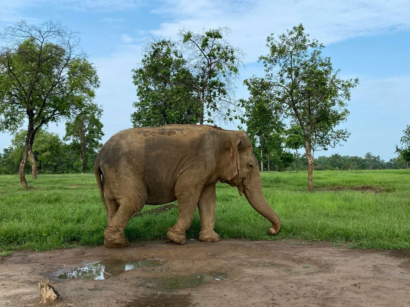 Did Asia's Oldest Elephant Pass Away at Panna Tiger Reserve?