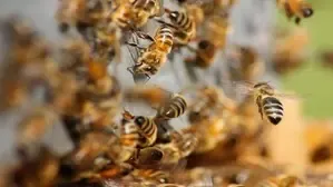 Did MP CM Announce Ex-Gratia for Anganwadi Worker Who Saved 20 Children from Bee Attack?