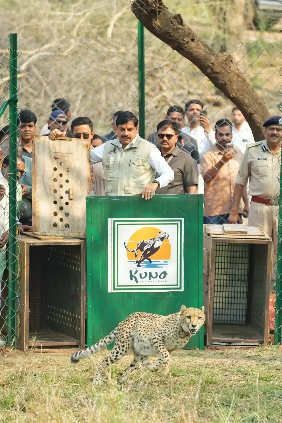 MP CM releases 2 Botswana cheetahs into Kuno National Park forest