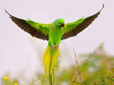 Ex-armyman offers ₹21,000 reward, fasts for missing pet parakeet 'Tota Gopi' in MP