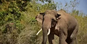 Madhya Pradesh Forest Department Intensifies Efforts to Resolve Human-Elephant Conflict in Bandhavgarh Tiger Reserve